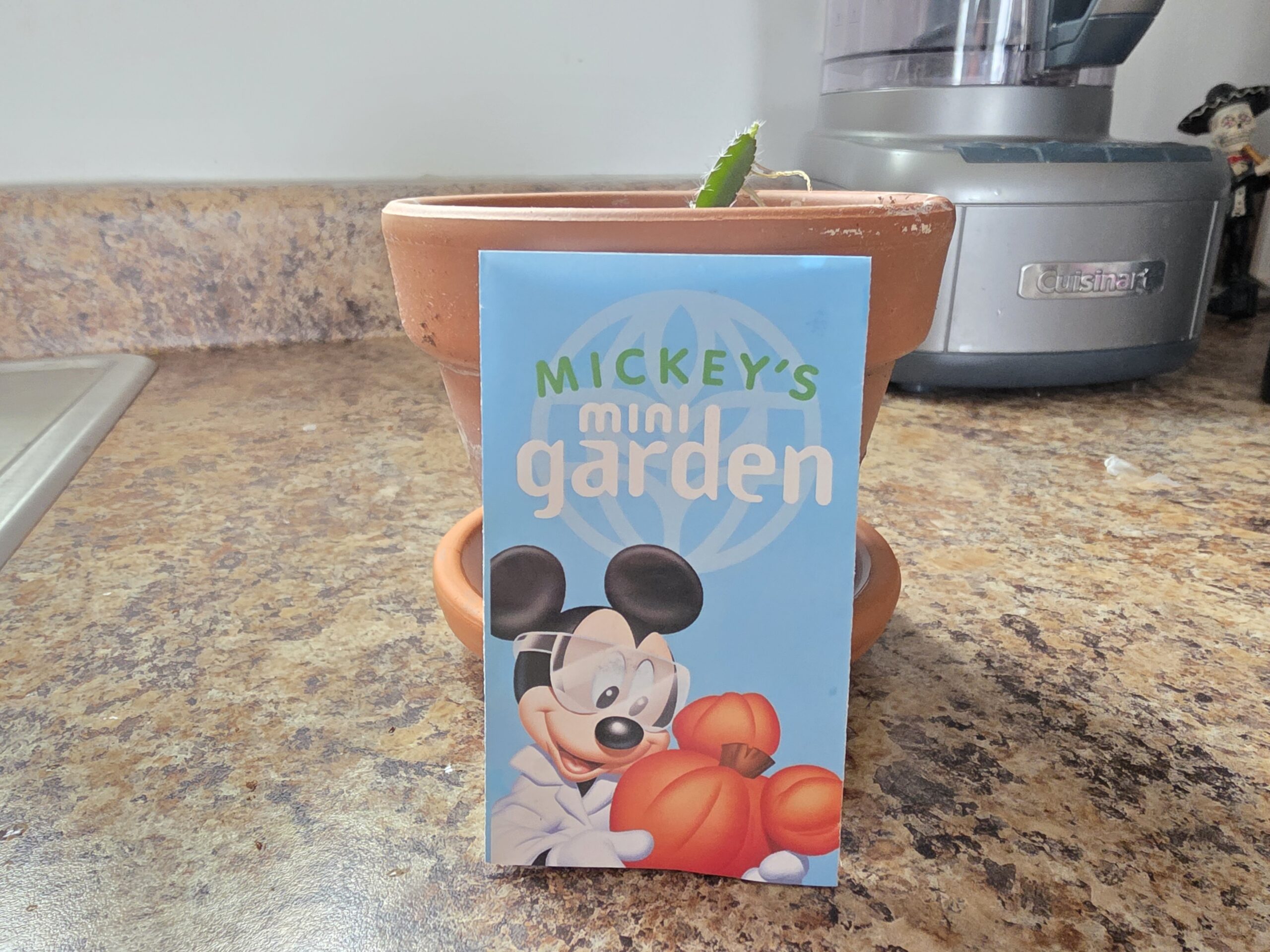 The Ultimate Souvenir: Our Journey with an EPCOT Plant
